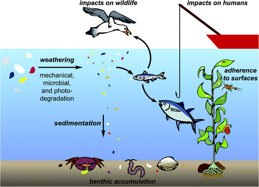 Research highlights impacts of microplastics on plankton