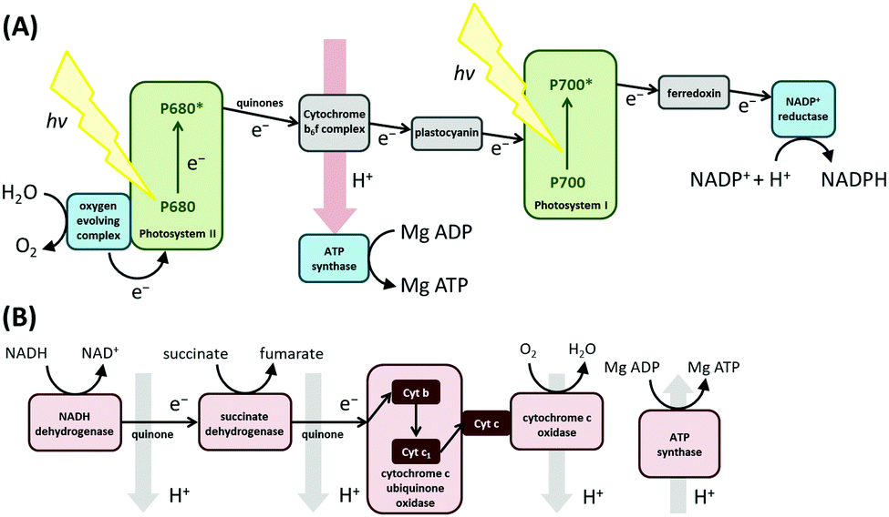 Probing biological redox chemistry with large amplitude Fourier
