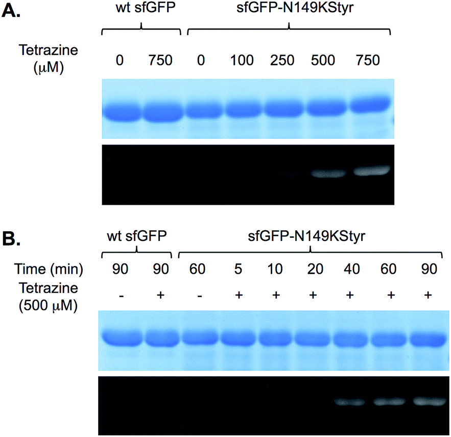 Fluorogenic protein labeling using a encoded unstrained