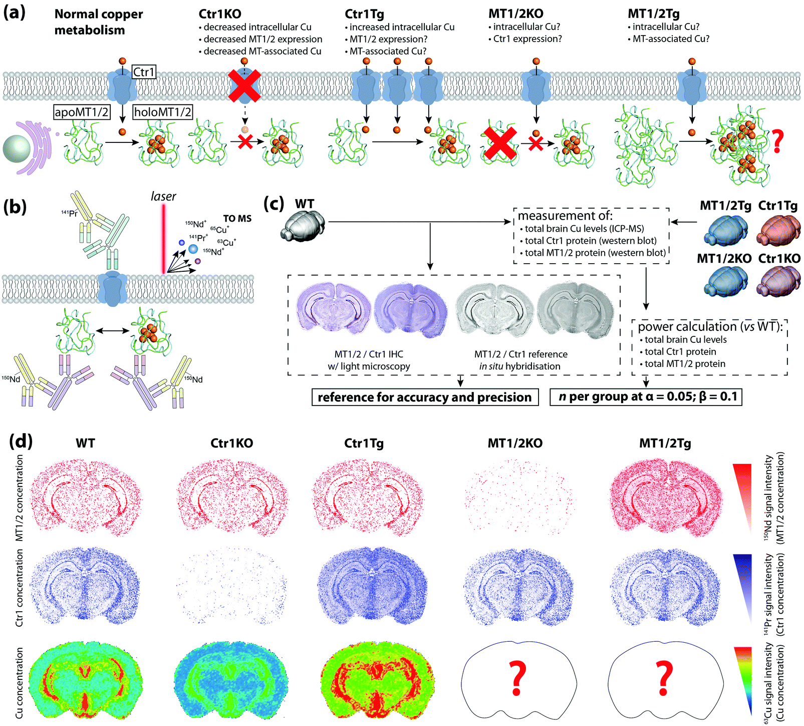 A guide to integrating immunohistochemistry and chemical imaging