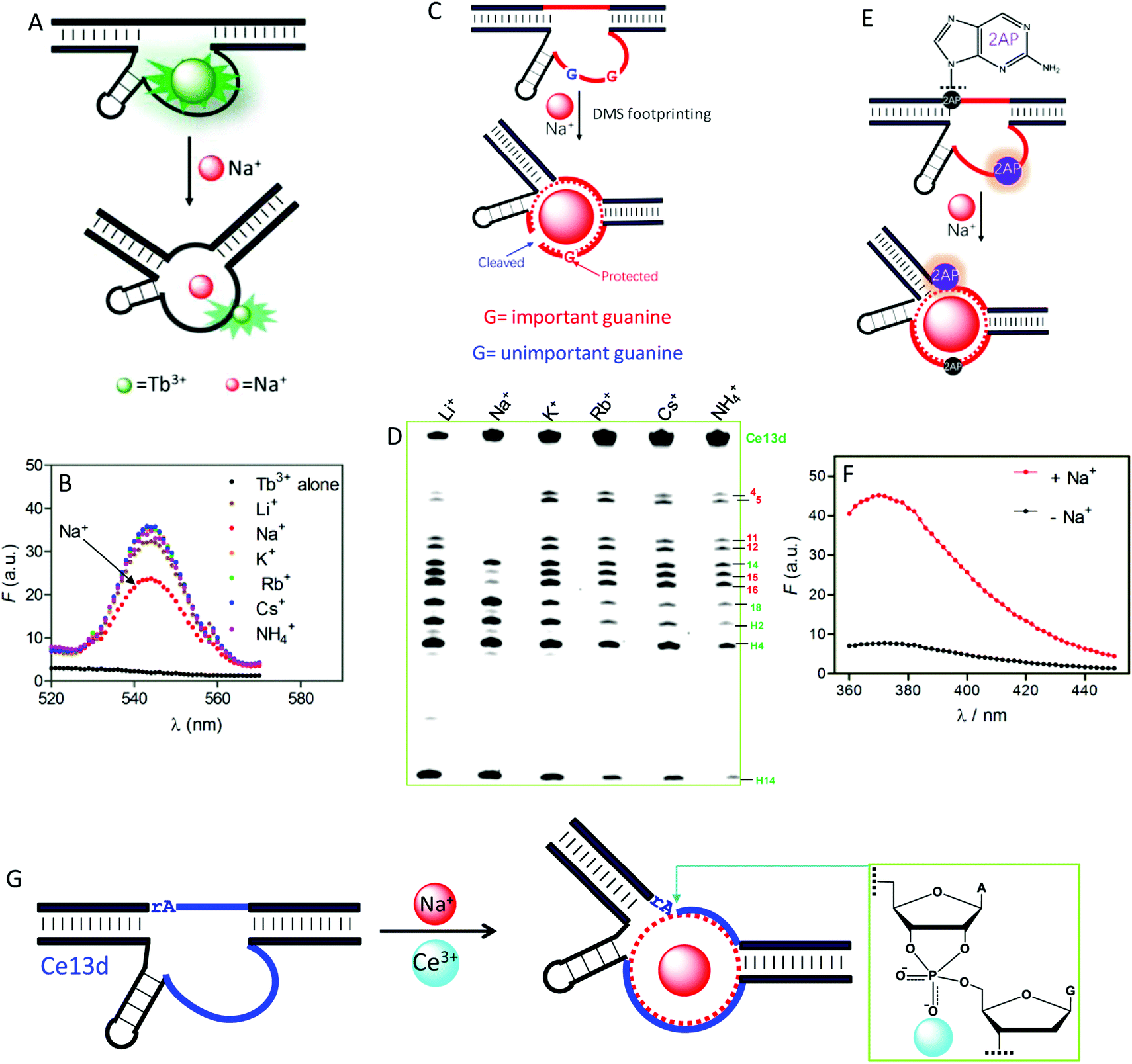 Multimetaldependent nucleic acid enzymes Metallomics (RSC