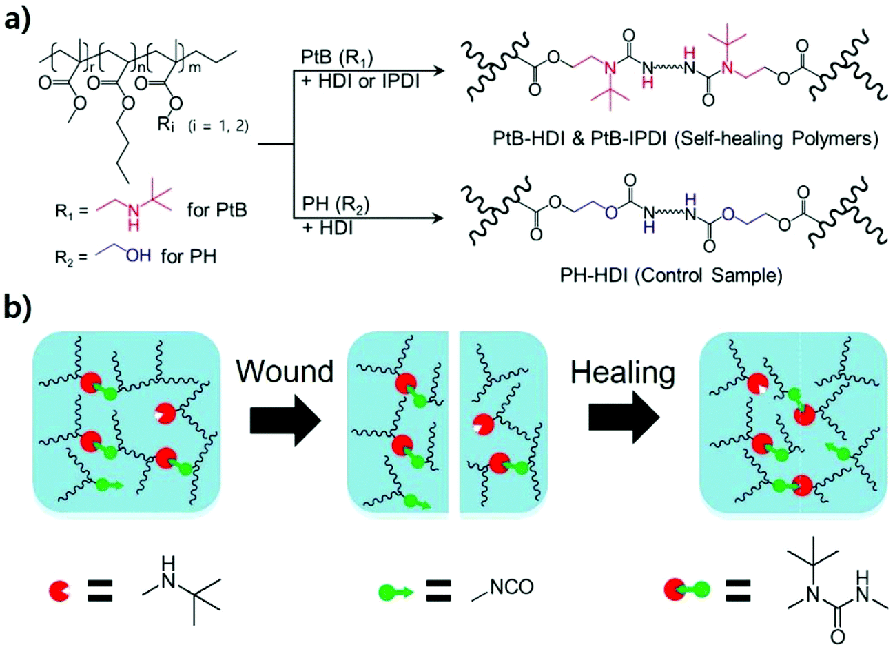 Water-compatible and reproducible self-healing polymers containing bulk urea.