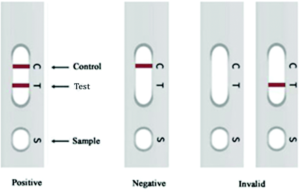All lateral flow tests are designed to identify the presence of a specific biological marker. Development Of A Lateral Flow Immunoassay Strip For Rapid Detection Of Igg Antibody Against Sars Cov 2 Virus Analyst Rsc Publishing Doi 10 1039 D0an00629g