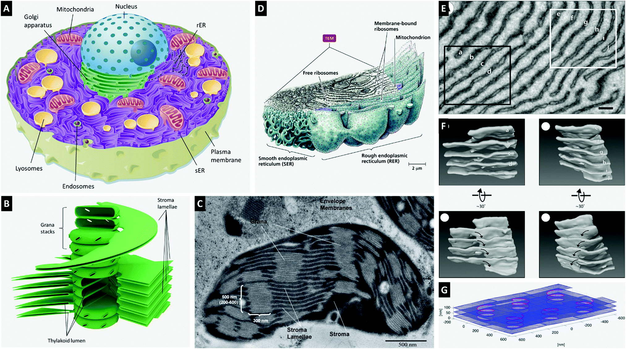 Biomimetic selfassembly of subcellular structures Chemical