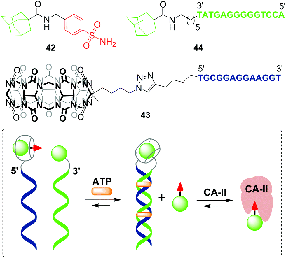 Cucurbiturils in nucleic acids research Chemical Communications (RSC Publishing) DOI10.1039