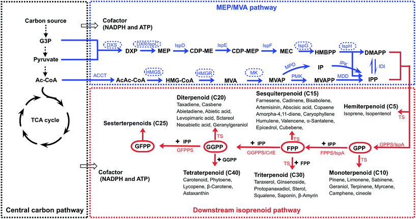 Recent advances of metabolic engineering strategies in natural