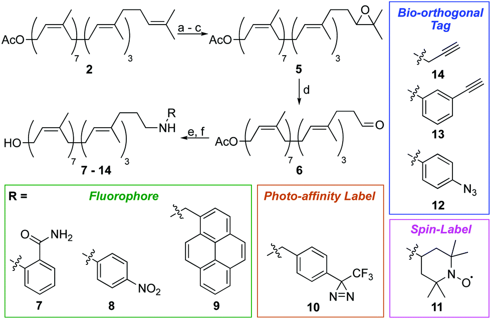 From plant to probe semisynthesis of labelled undecaprenol analogues