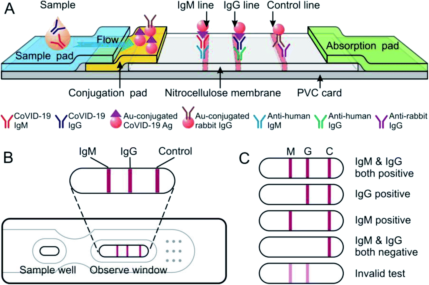 A facile assay for rapid detection of COVID19 antibodies RSC