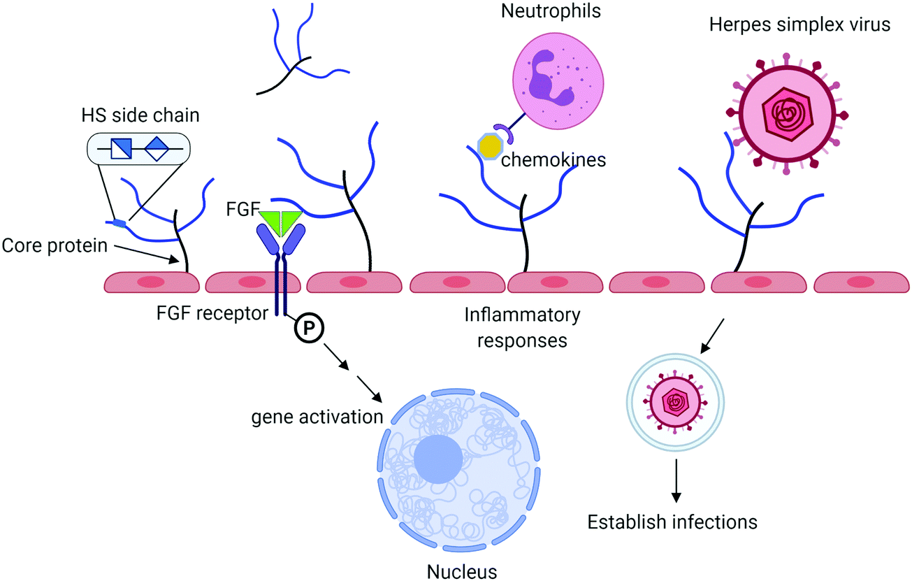 Investigation of the biological functions of heparan sulfate using a