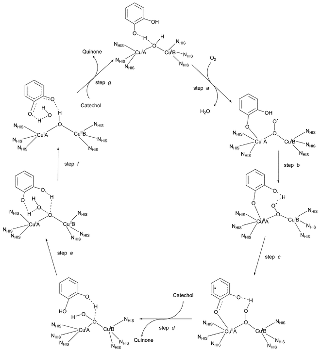 Catechol oxidase; Diphenol Oxidases