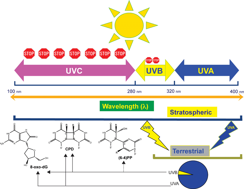 UV wavelengthdependent DNA damage and human nonmelanoma and melanoma