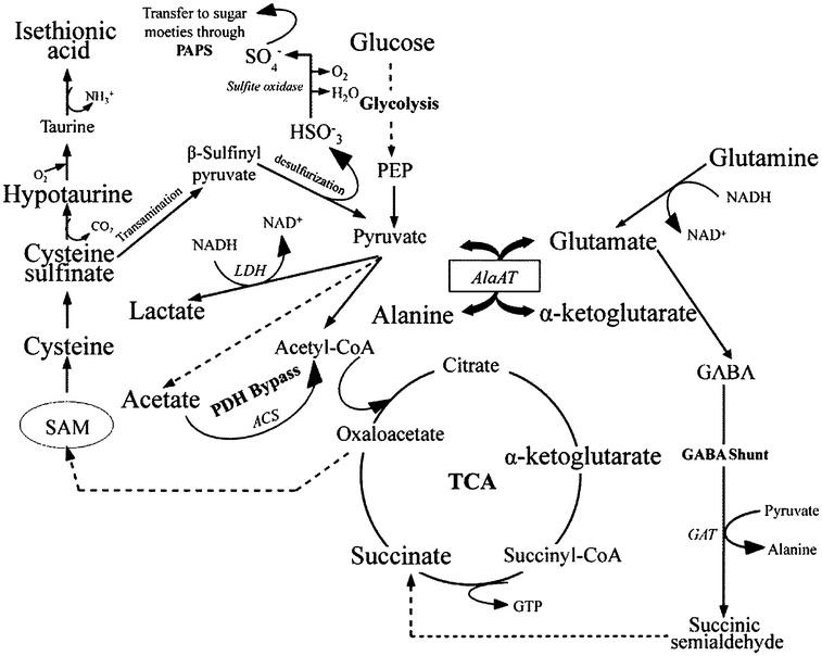 Macrophytic Algae Gallery