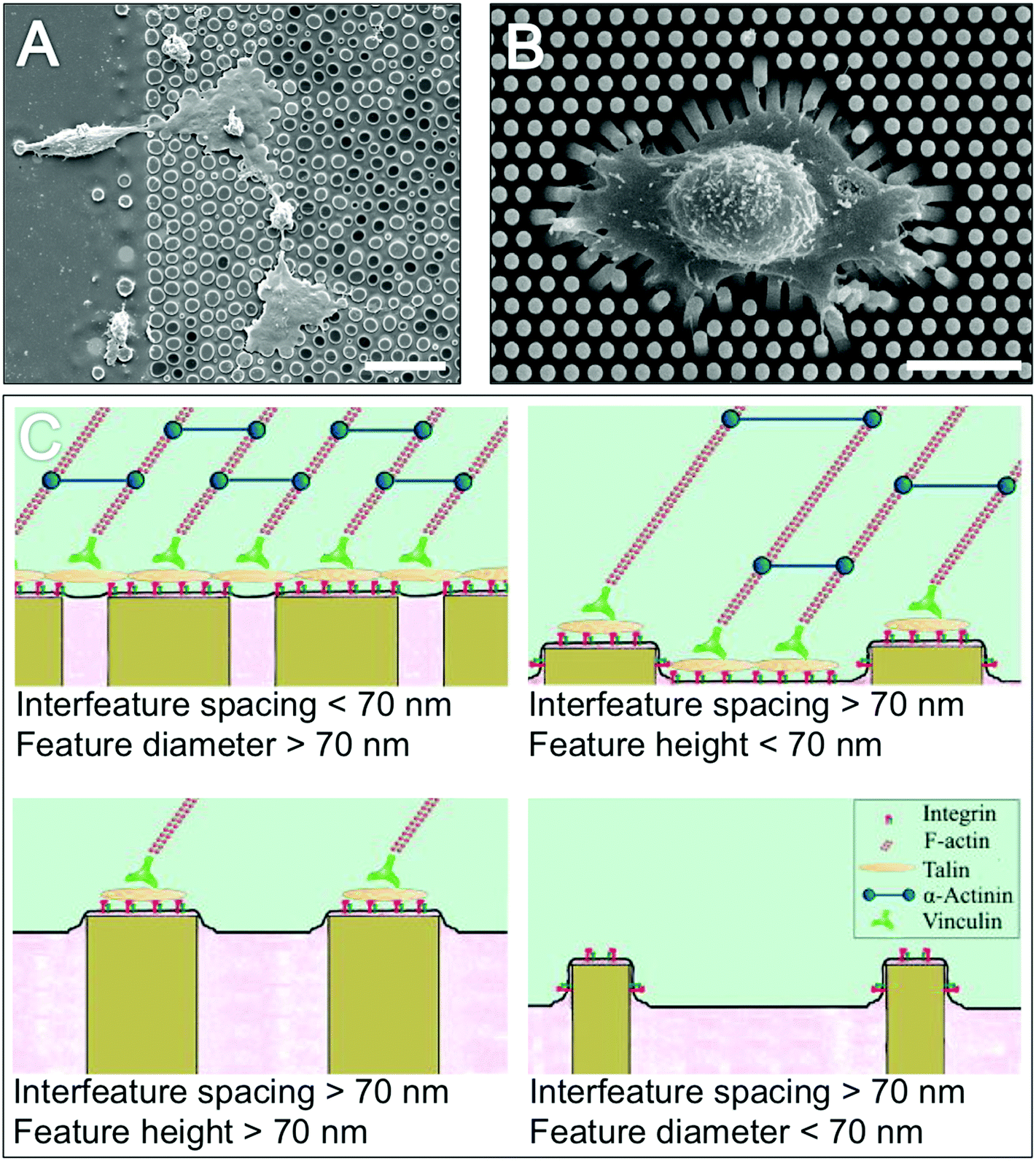 Nanotopography potential relevance in the stem cell niche