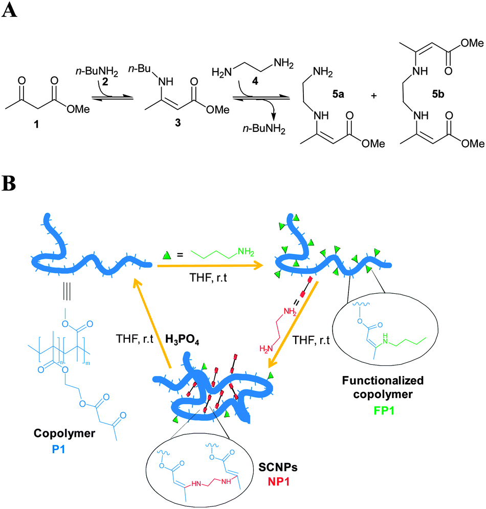 pHresponsive singlechain polymer nanoparticles utilising dynamic