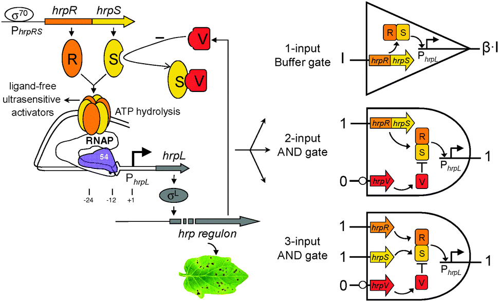 Rapid engineering of versatile molecular logic gates using heterologous