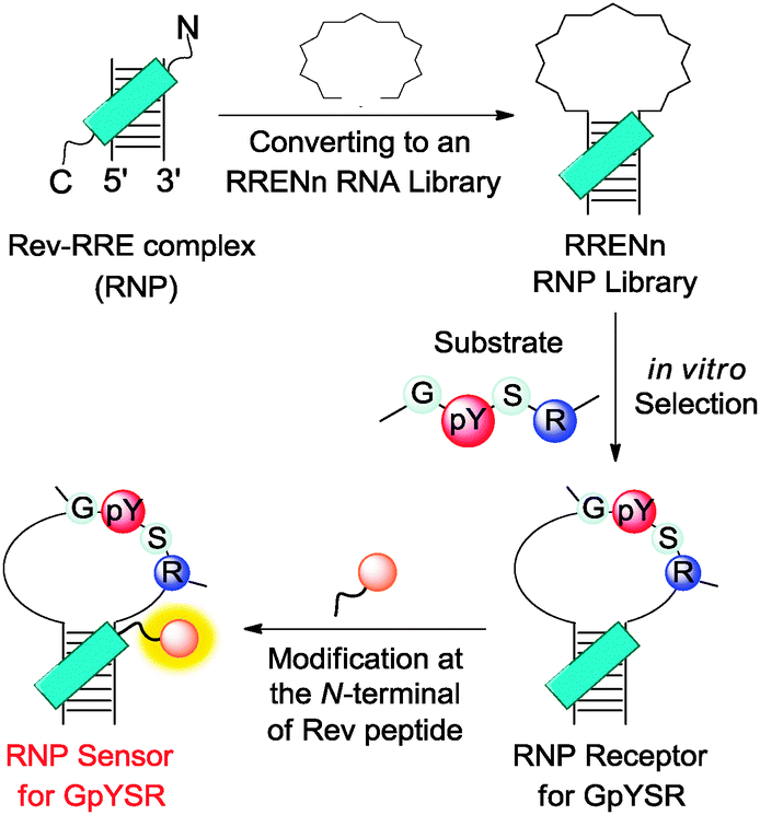 Chemical sensing of neurotransmitters Chemical Society Reviews (RSC