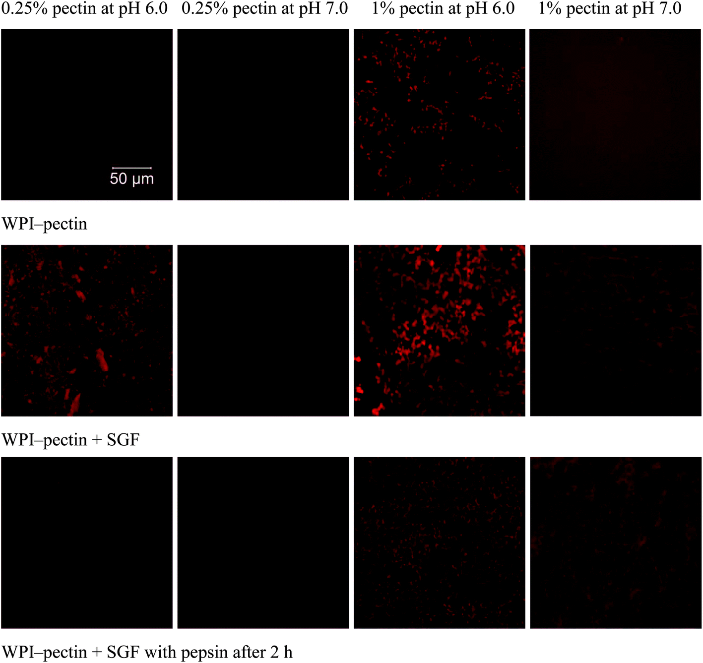 Intragastric gelation of whey proteinpectin alters the digestibility