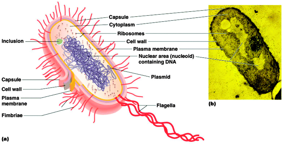 Ruthenium complexes as antimicrobial agents Chemical Society Reviews