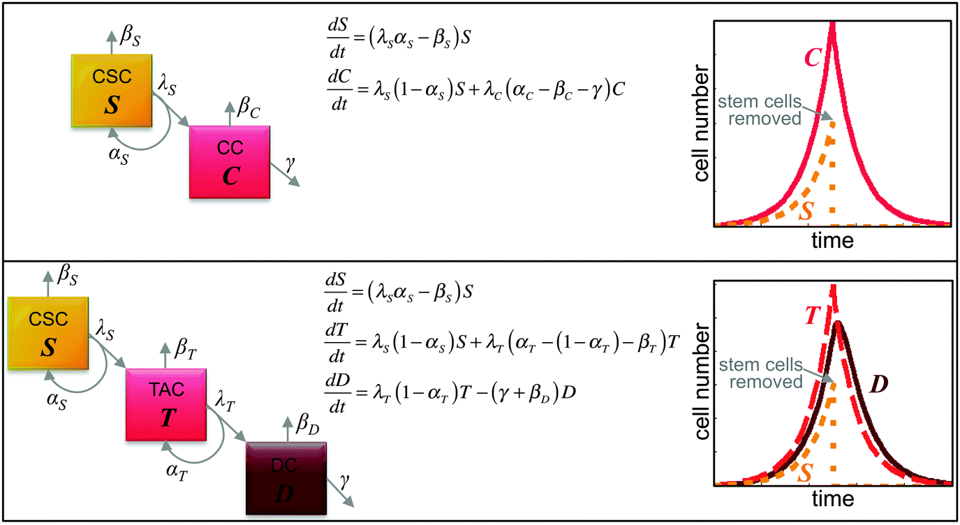 Cancer stem cells small subpopulation or evolving