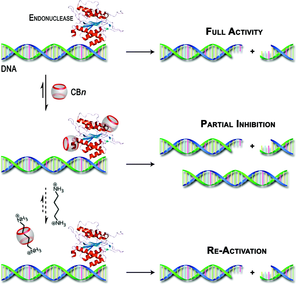 Cucurbiturils as supramolecular inhibitors of DNA restriction by type II endonucleases Organic