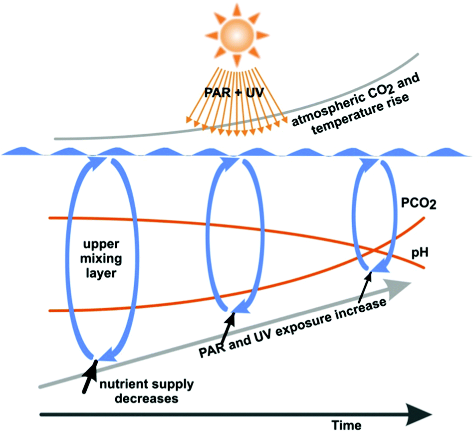 Effects of UV radiation on aquatic ecosystems and interactions with