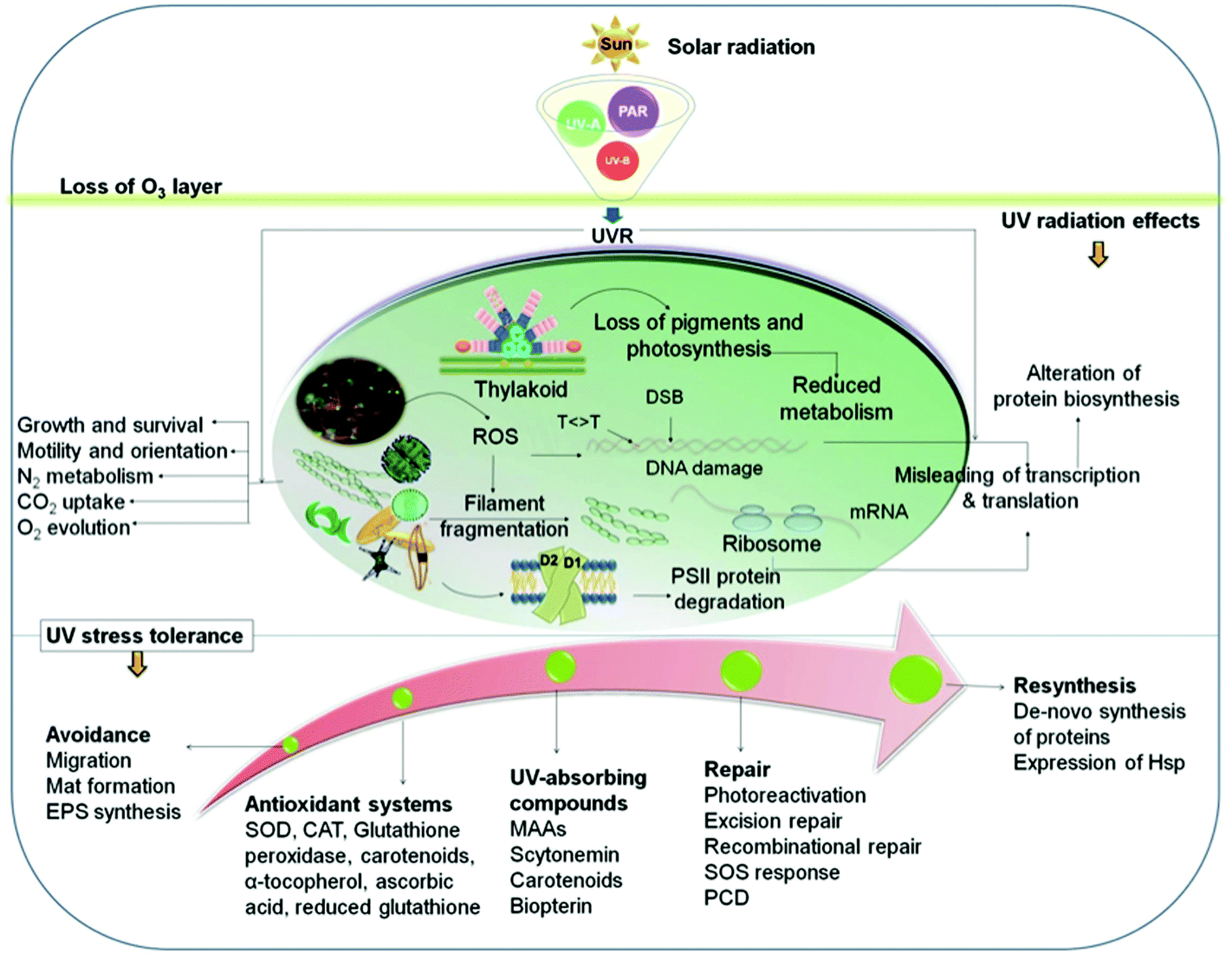 Effects of UV radiation on aquatic ecosystems and interactions with
