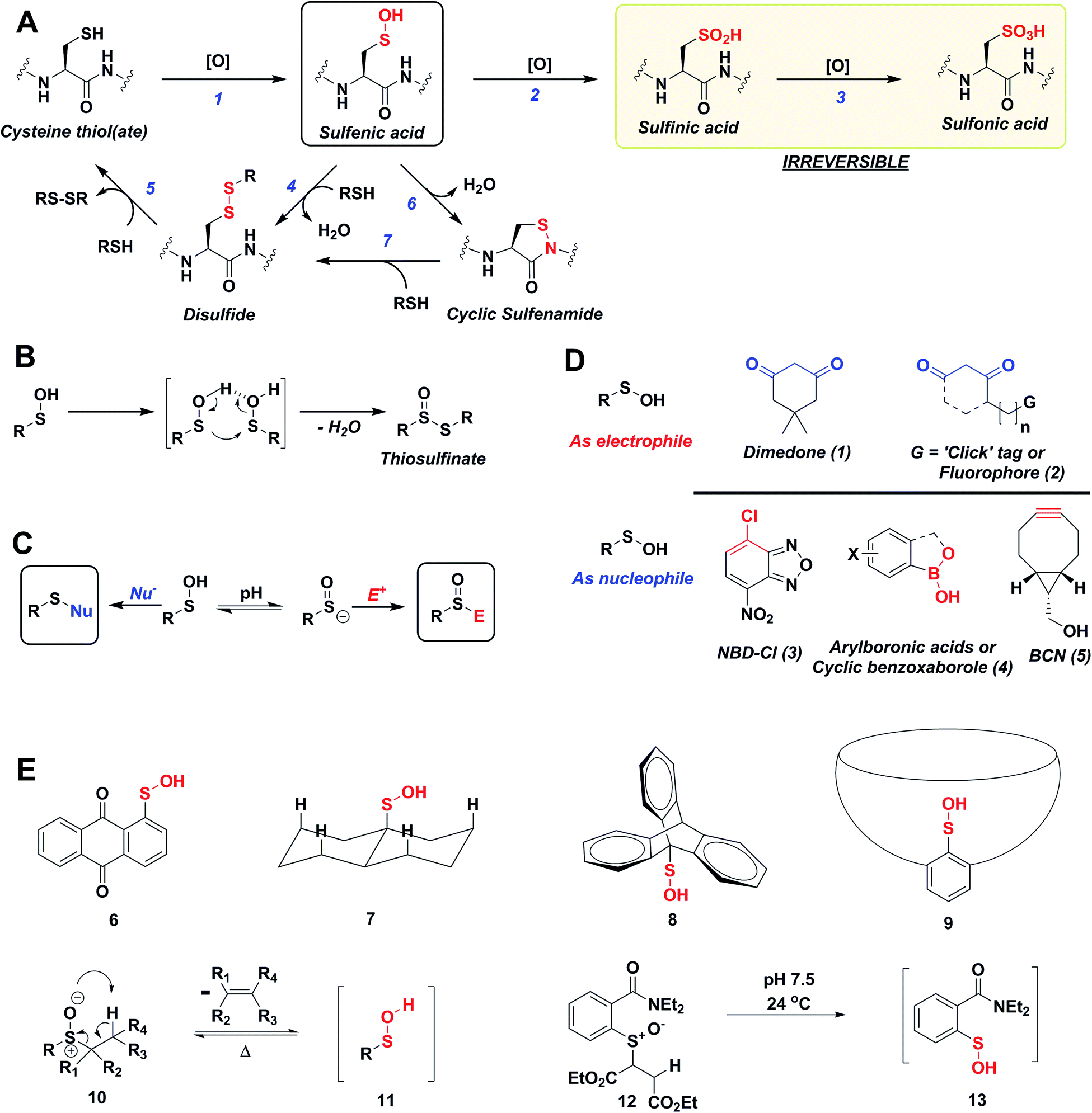 Profiling the reactivity of cyclic Cnucleophiles towards electrophilic