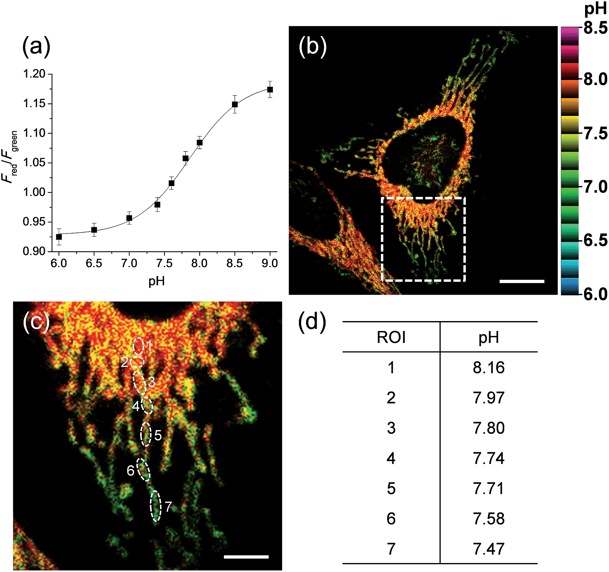 A ratiometric twophoton probe for quantitative imaging of