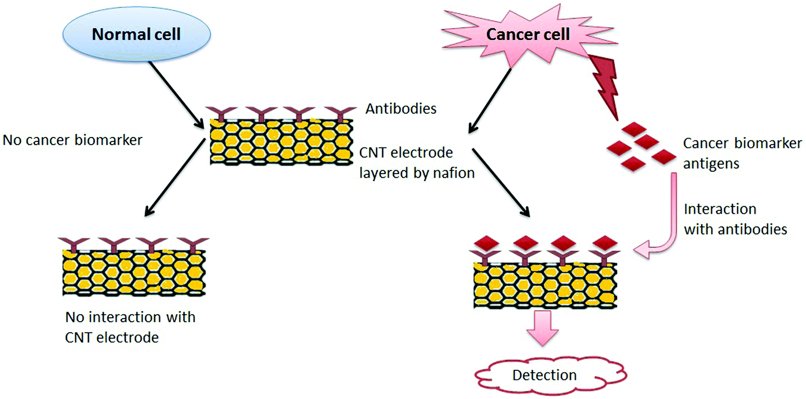 Carbon nanotubes a novel material for multifaceted applications in