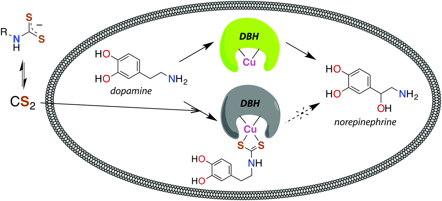 Carbon disulfide. Just toxic or also bioregulatory and/or therapeutic