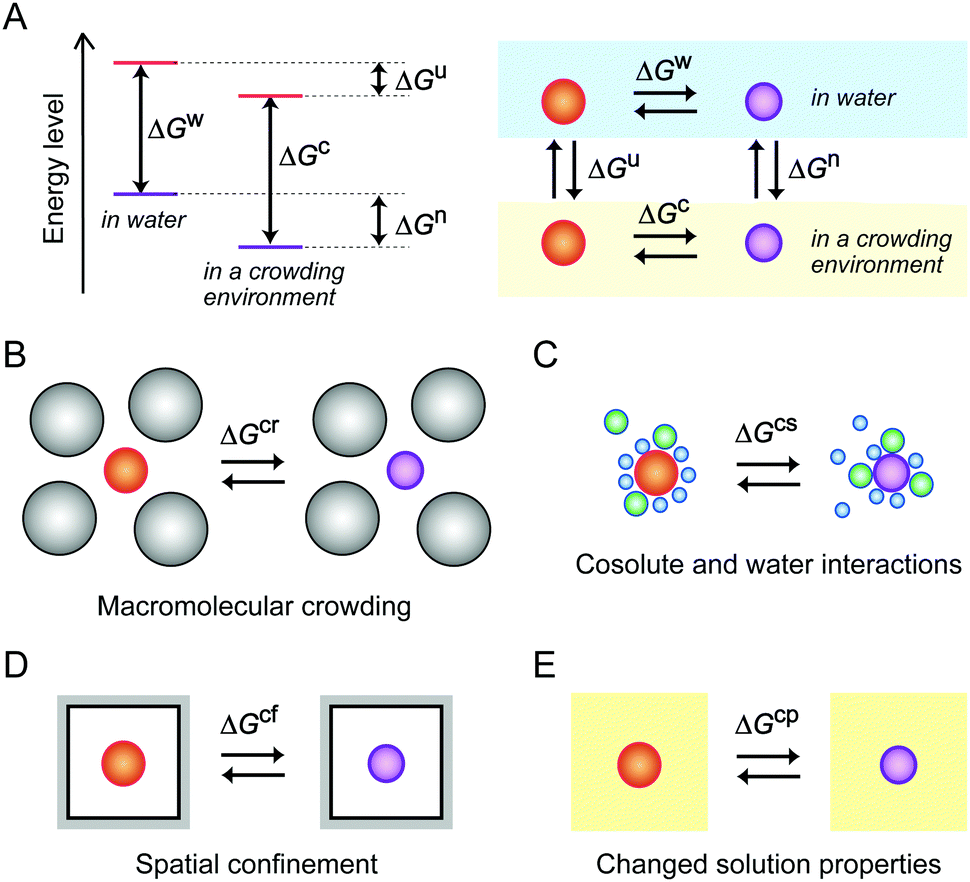 Model studies of the effects of intracellular crowding on nucleic acid