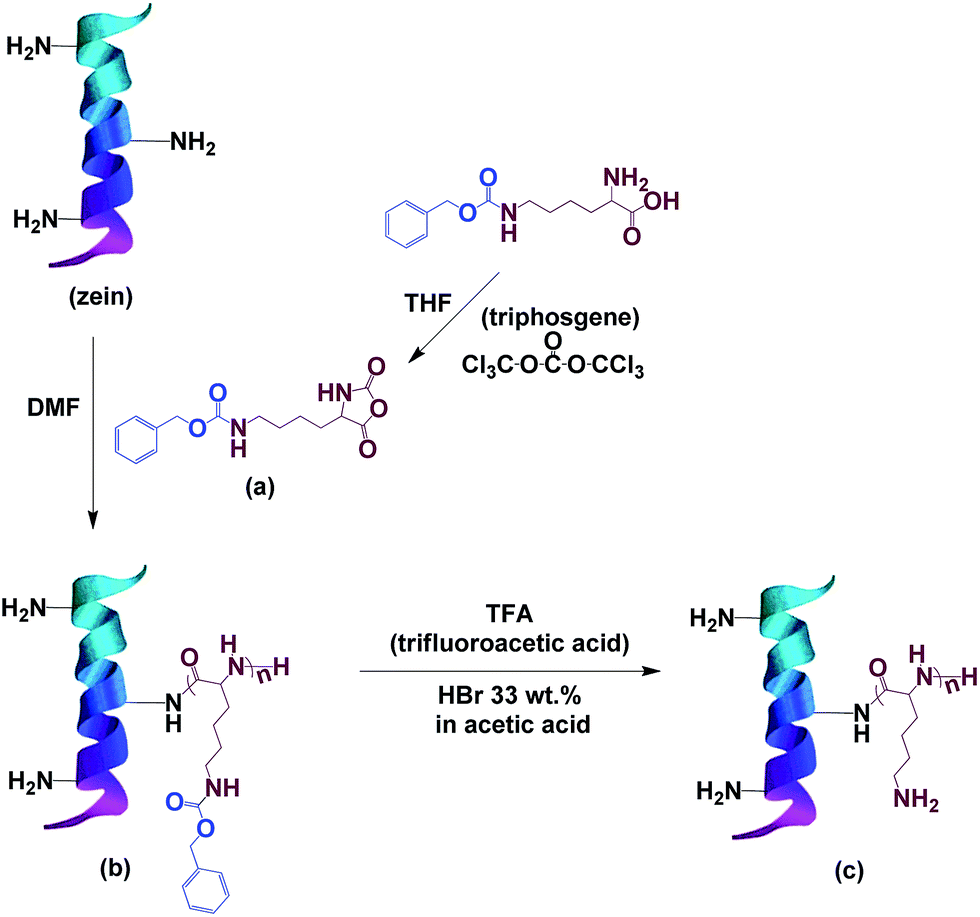 Poly( l lysine) modified zein nanofibrous membranes as efficient