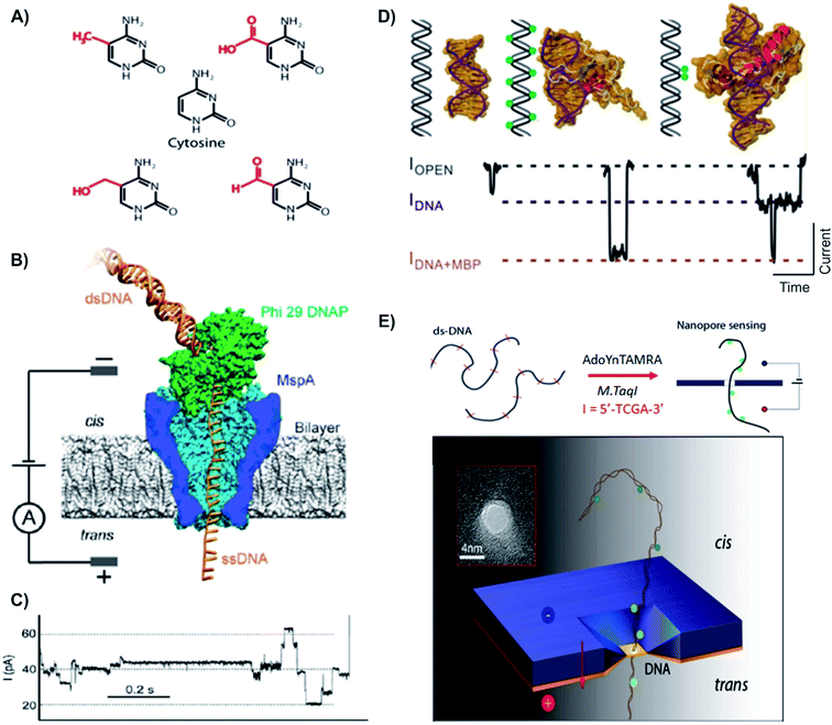 Piecing together the puzzle nanopore technology in detection and