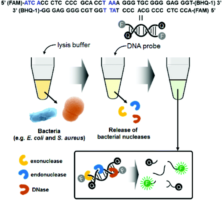 Simple and rapid detection of bacteria using a nucleaseresponsive DNA