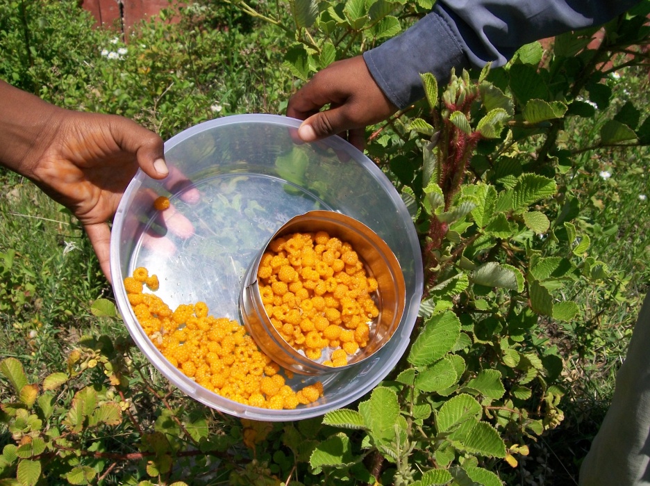 Medicinal and Aromatic Plants of Tons Watershed in Uttarakhand Himalaya