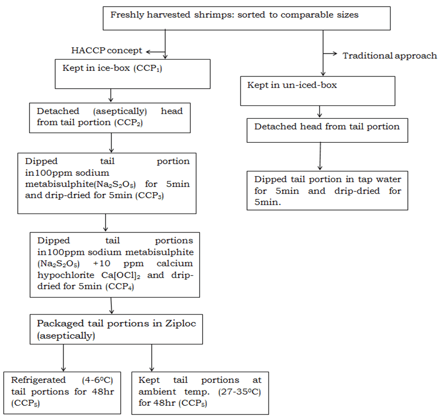 Figure 1. Flow diagram showing critical control points (CCPs) for shrimp processing