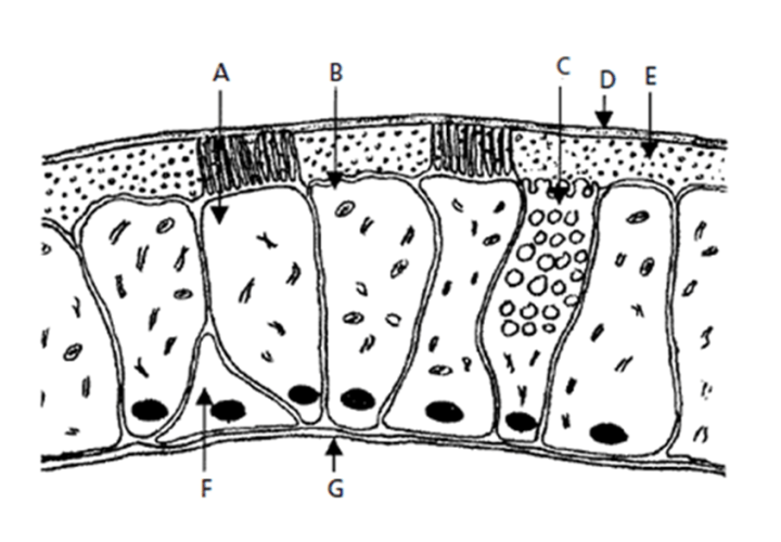 Figure 2. Cell types of the nasal epithelium with covering mucous layer showing ciliated cell (A