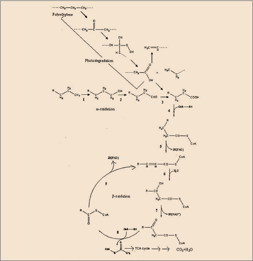 Figure 7. The Mechanism of biodegradation of polyethylene. Adapted from