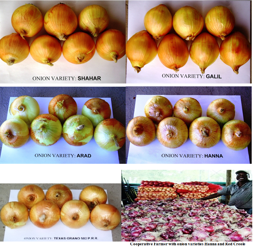 Evaluation of Onion Varieties for Productivity Performance in Botswana