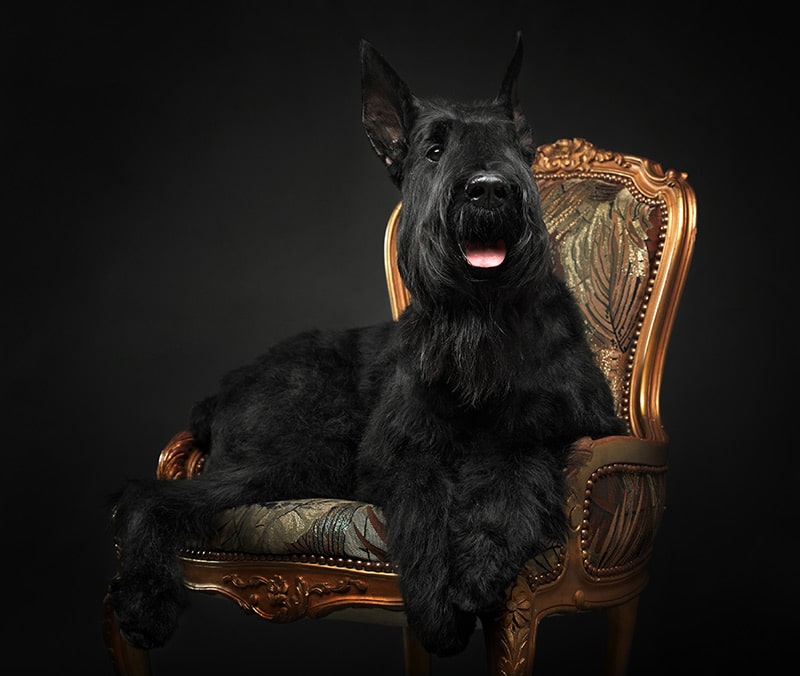 Boutique Dog Store Luxury Dog Store Luxury Dog Accessories Dogs