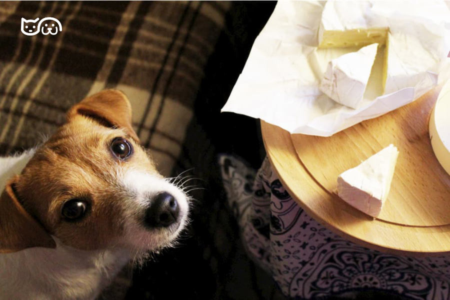¿Pueden Comer Queso los Perros? ¿Pueden Comer?
