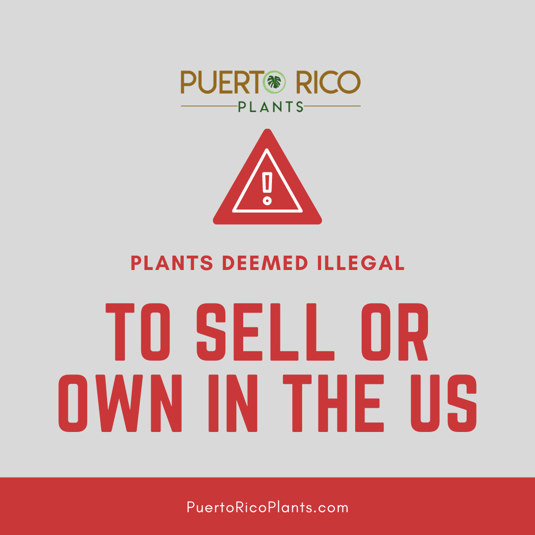 illegal plants Archives PuertoRico Plants