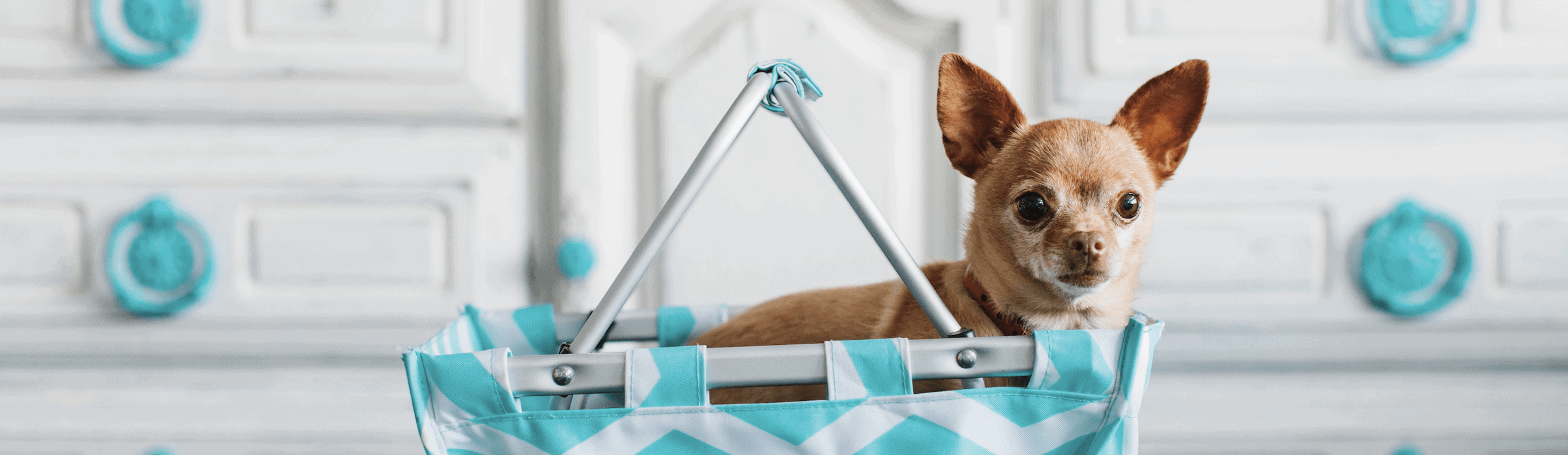 Phoenix Pet Grooming