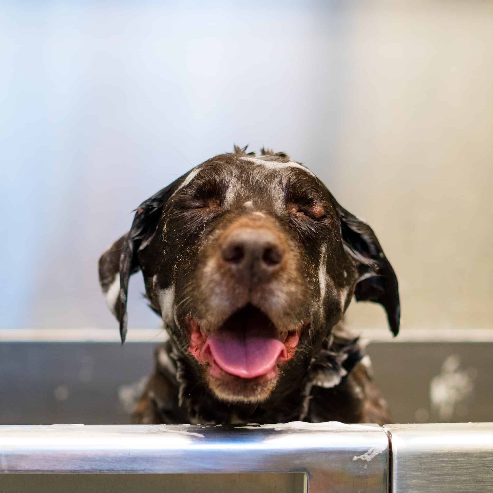 Phoenix Pet Grooming and Sitting Puff and Fluff Spa