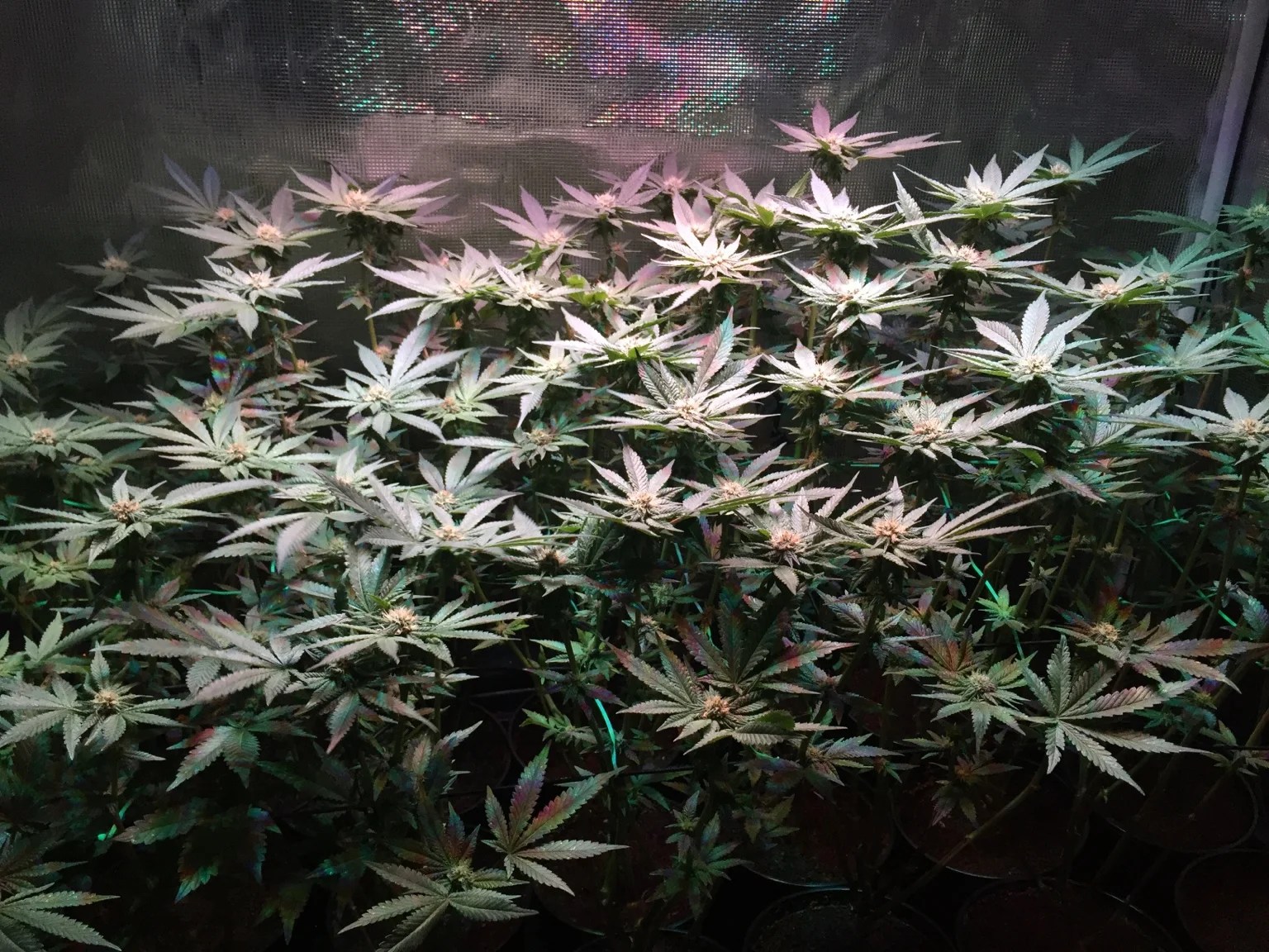 Strain Review Death Bubba • Puff Wow