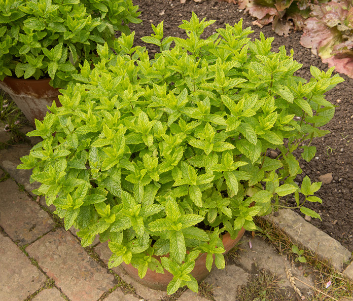 9 Factors to Consider When Companion Planting Herbs