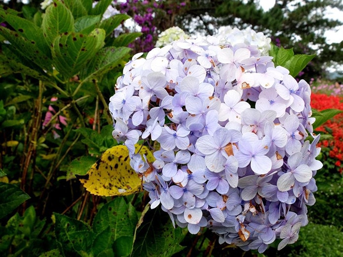 The Best Way To Grow For Endless Summer Hydrangeas