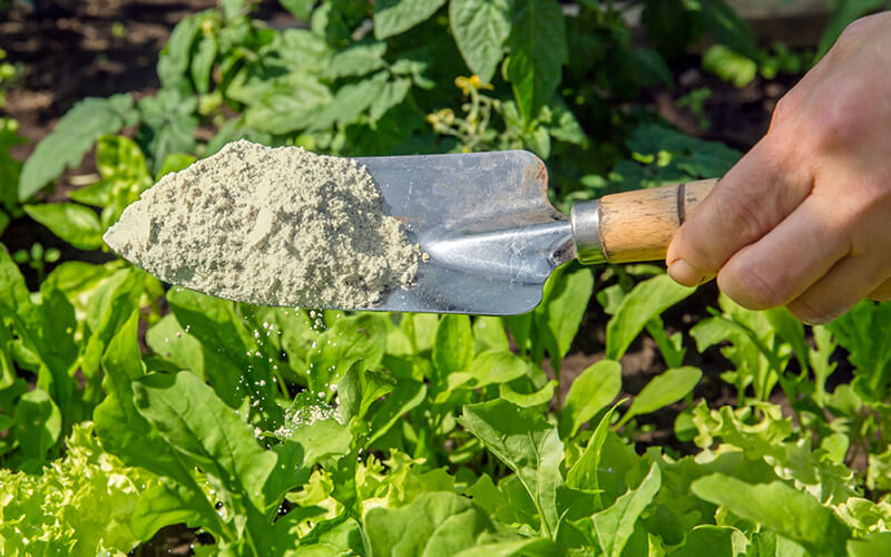 Is Bone Meal Good For Blossom End Rot On Tomatoes? Puffy Carrot
