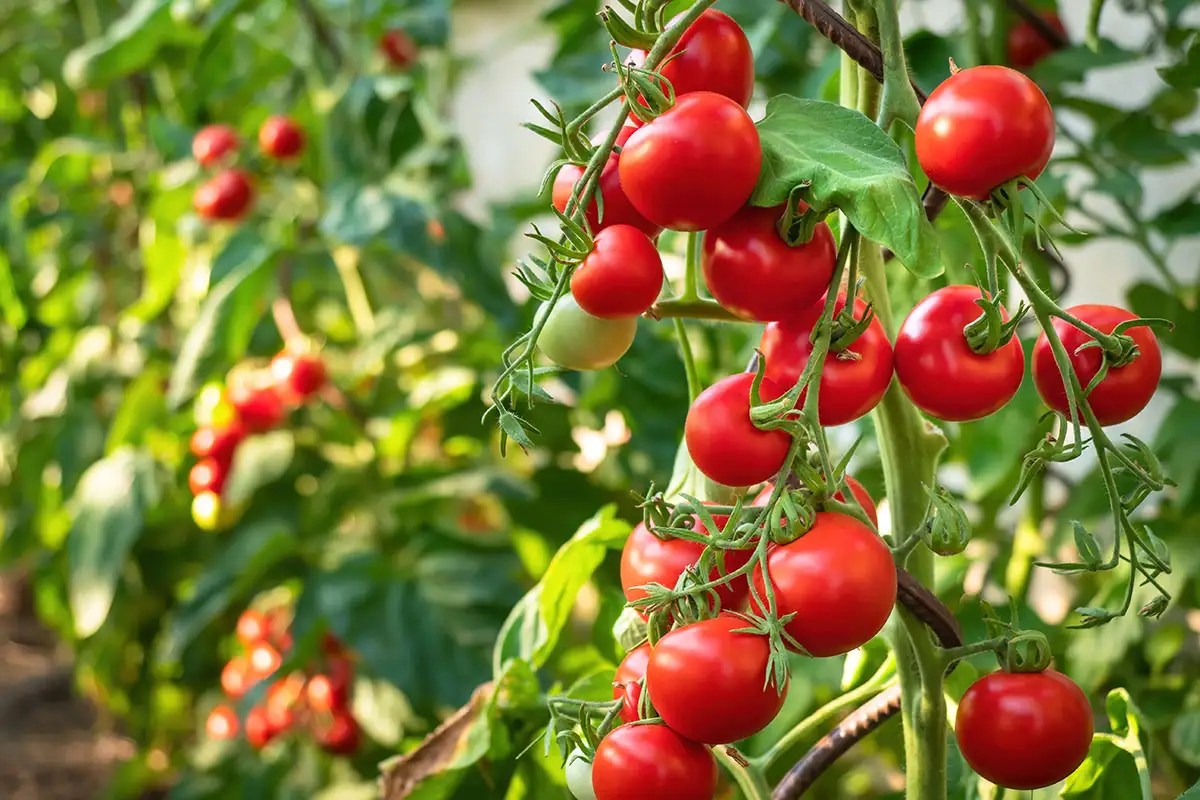 Is Bone Meal Good For Blossom End Rot On Tomatoes? Puffy Carrot