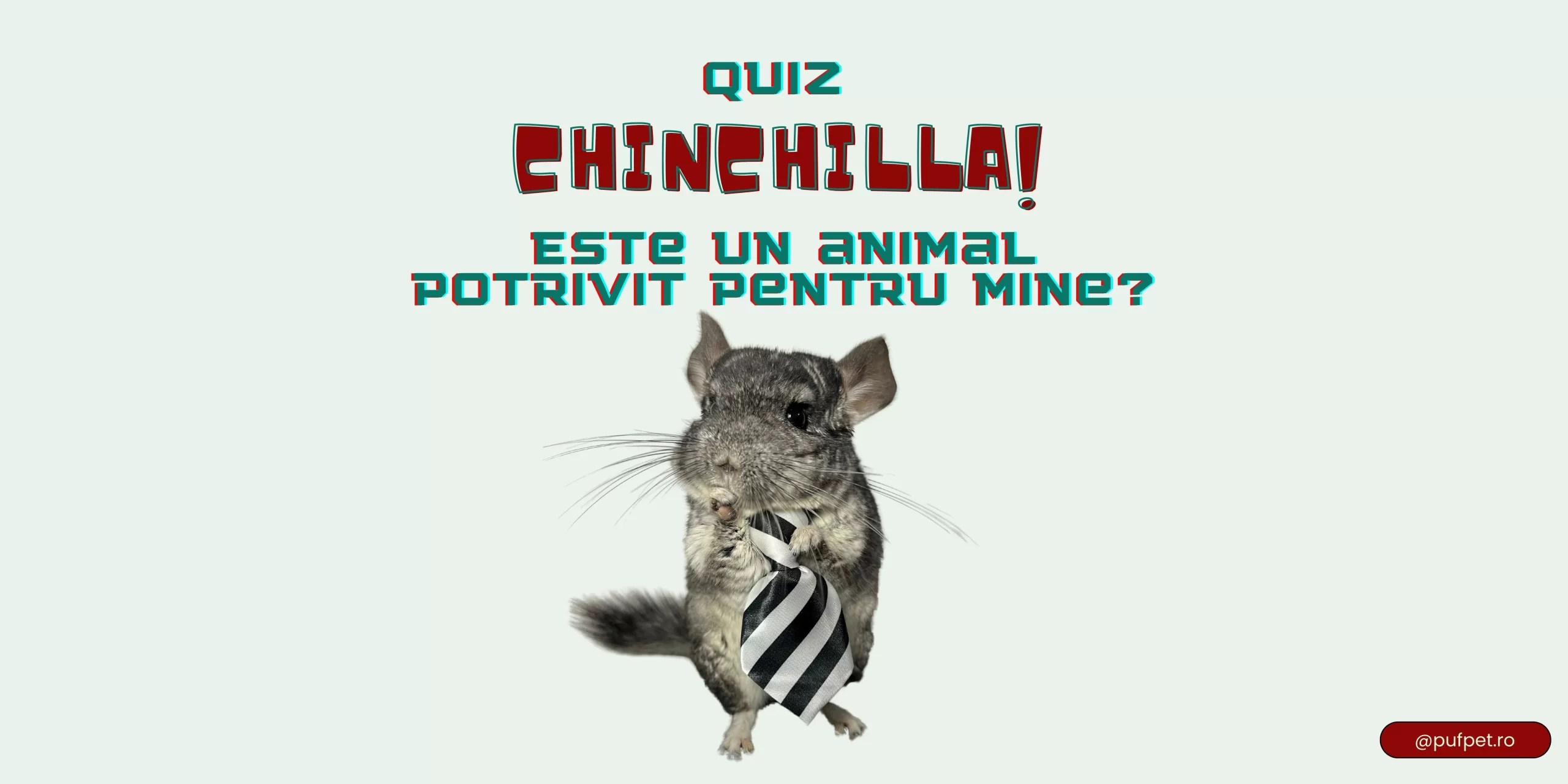 Quiz Este Chinchilla un animal potrivit pentru mine PufPet